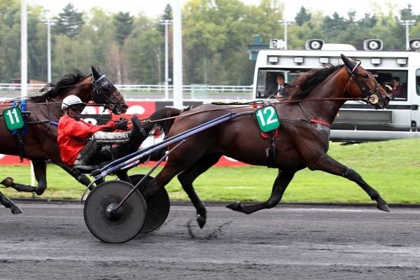 Un qualifié de plus pour notre étalon Cristal Money