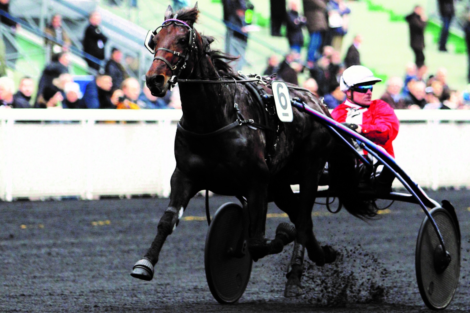 Doberman Nouvel Étalon 2017