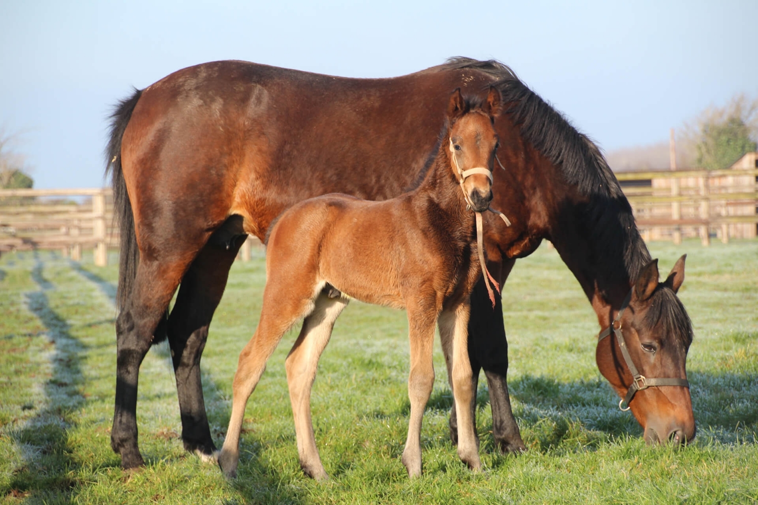 Naissance Royale 1er Poulain Cristal Money